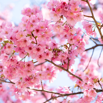Pink/Purple/Plum