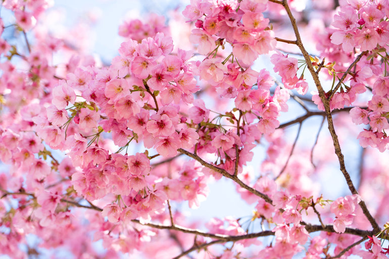 Pink/Purple/Plum
