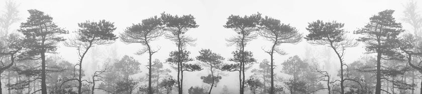 Morning Fog  - Greyscale -  [Custom printed at R560/m²]