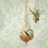 14170 Imaginarium Bow Damask Sage