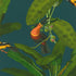 817140 Follow Us Around Exotic