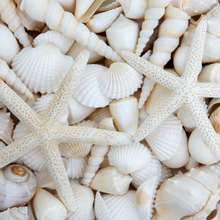 Load image into Gallery viewer, White Sea Shells and Starfish  -  [Custom printed at R560/m²]
