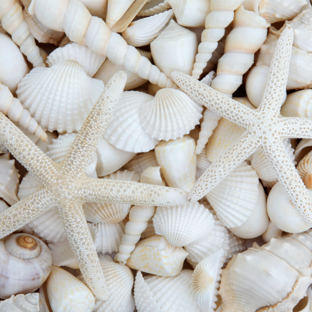 White Sea Shells and Starfish  -  [Custom printed at R560/m²]