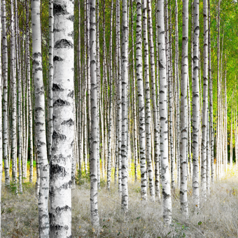 Silver Birch Forest  -  [Custom printed at R560/m²]