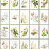 Botanical Dreams by South African Artist Gillian Condy - white background - [Custom printed at R598/m²]