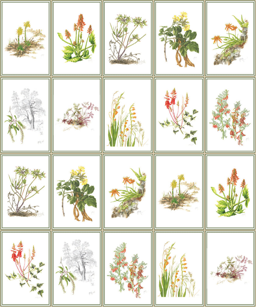 Botanical Dreams by South African Artist Gillian Condy - white background - [Custom printed at R598/m²]