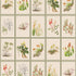 Botanical Dreams by South African Artist Gillian Condy - vintage background - [Custom printed at R598/m²]