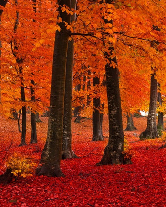 Autumn Forest  -  [Custom printed at R598/m²]