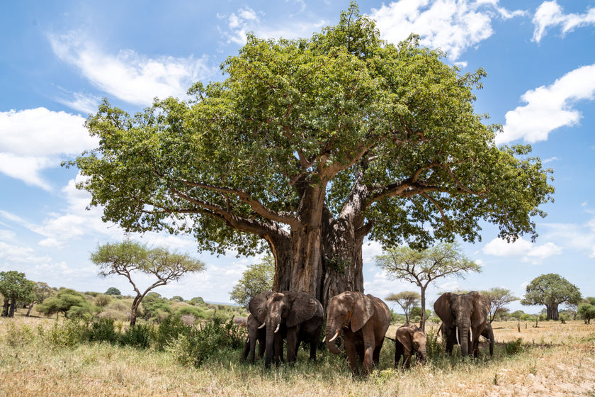 Baobab Buddies  -  [Custom printed at R598/m²]