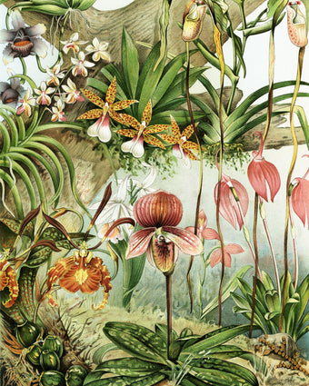 Orchids in the Forest  -  [Custom printed at R598/m²]