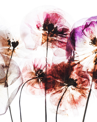 Paper Poppies  -  [Custom printed at R598/m²]