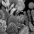 Black and white botanical wallpaper with a seamless repeat, featuring finely illustrated proteas, banksias, alliums, and native foliage. 