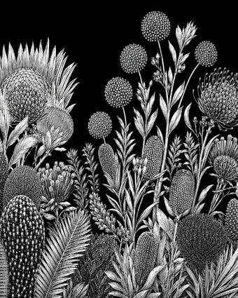 Black and white botanical wallpaper with a seamless repeat, featuring finely illustrated proteas, banksias, alliums, and native foliage. 