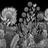 Black and white botanical wallpaper with a seamless repeat, featuring finely illustrated proteas, banksias, alliums, and native foliage. 