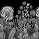 Black and white botanical wallpaper with a seamless repeat, featuring finely illustrated proteas, banksias, alliums, and native foliage. 
