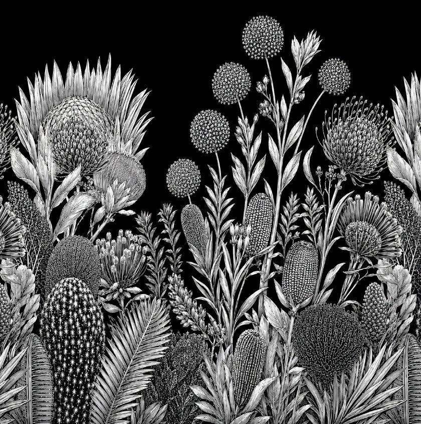 Black and white botanical wallpaper with a seamless repeat, featuring finely illustrated proteas, banksias, alliums, and native foliage. 