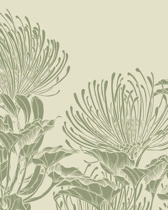 Botanical mural of hand drawn sage green pincushion proteas on a warm ivory background.