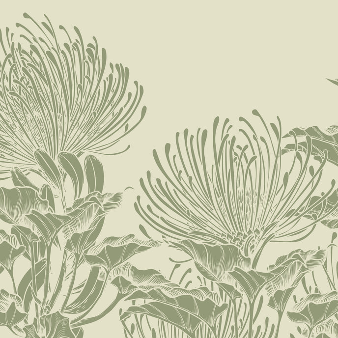 Botanical mural of hand drawn sage green pincushion proteas on a warm ivory background.