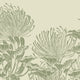 Botanical mural of hand drawn sage green pincushion proteas on a warm ivory background.