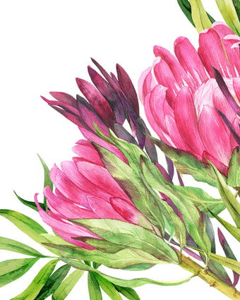 Hand painted watercolour mural featuring vibrant pink proteas with green leaves on a white background. 