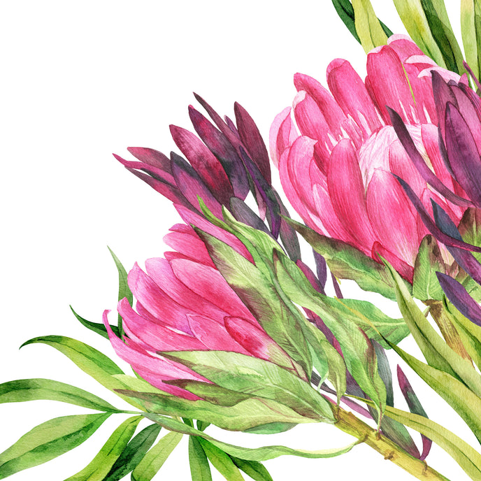 Hand painted watercolour mural featuring vibrant pink proteas with green leaves on a white background. 