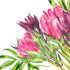 Hand painted watercolour mural featuring vibrant pink proteas with green leaves on a white background. 
