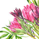 Hand painted watercolour mural featuring vibrant pink proteas with green leaves on a white background. 