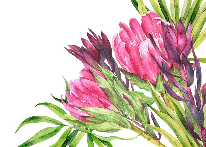 Hand painted watercolour mural featuring vibrant pink proteas with green leaves on a white background. 