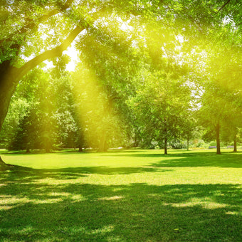 Parkland Rays  -  [Custom printed at R560/m²]