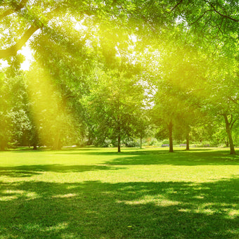 Parkland Rays  -  [Custom printed at R560/m²]