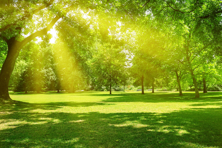 Parkland Rays  -  [Custom printed at R560/m²]
