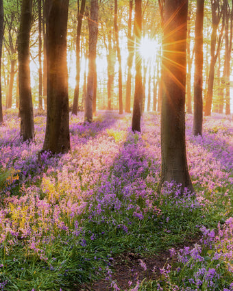 Lavender Forest  -  [Custom printed at R598/m²]