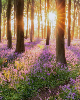 Bluebell Forest in the Spring  -  [Custom printed at R598/m²]