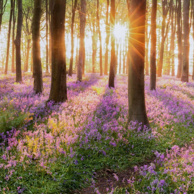 Bluebell Forest in the Spring  -  [Custom printed at R560/m²]