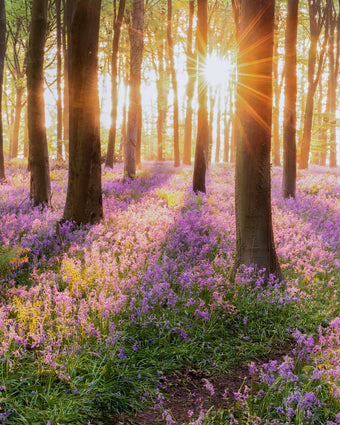 Lavender Forest  -  [Custom printed at R598/m²]