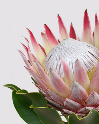 Protea  -  [Custom printed at R598/m²]