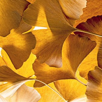 Ginko Balboa  -  [Custom printed at R560/m²]