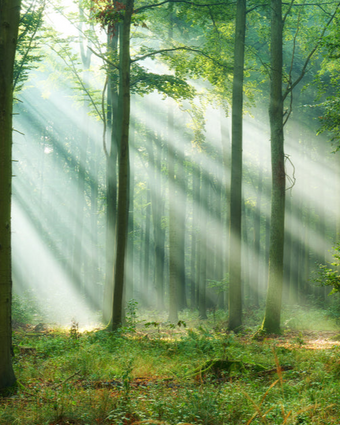 Sunbeam Forest  -  [Custom printed at R598/m²]