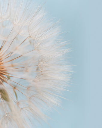 Daylight Dandelion  -  [Custom printed at R598/m²]