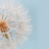 Daylight Dandelion  -  [Custom printed at R560/m²]