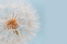 Load image into Gallery viewer, Daylight Dandelion  -  [Custom printed at R560/m²]
