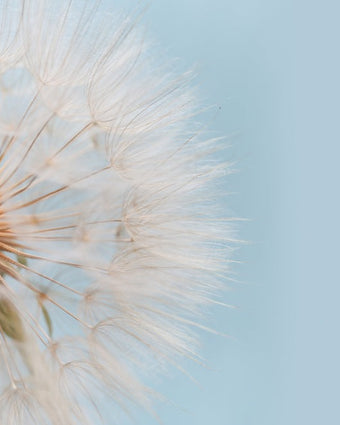 Daylight Dandelion  -  [Custom printed at R598/m²]