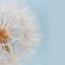 Load image into Gallery viewer, Daylight Dandelion  -  [Custom printed at R560/m²]
