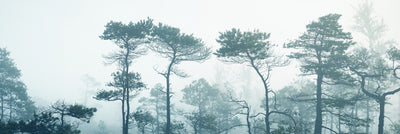Morning fog  -  [Custom printed at R495/m²]