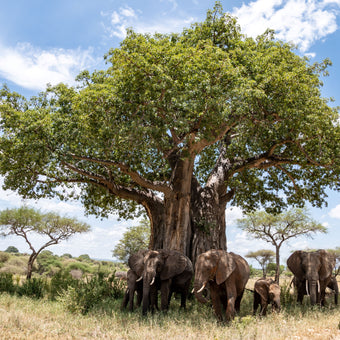 Baobab Buddies  -  [Custom printed at R560/m²]