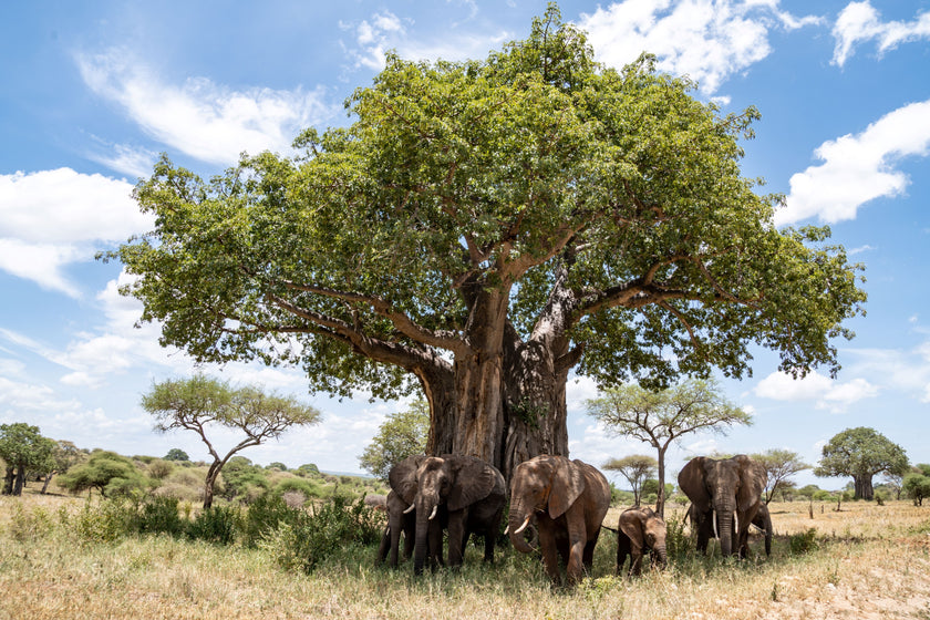 Baobab Buddies  -  [Custom printed at R560/m²]