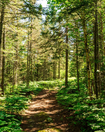 Footsteps in the Forest  -  [Custom printed at R598/m²]