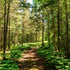 Footsteps in the Forest  -  [Custom printed at R598/m²]