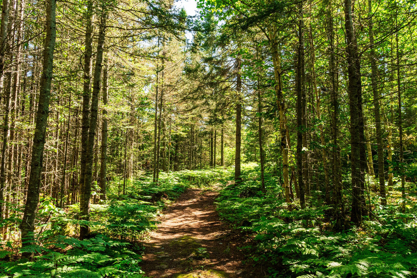 Footsteps in the Forest  -  [Custom printed at R598/m²]