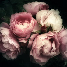 Load image into Gallery viewer, Pick a Peony  -  [Custom printed at R560/m²]
